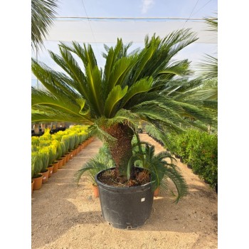 Cycas revoluta ejemplar 230/285 lt -5*/-8* 